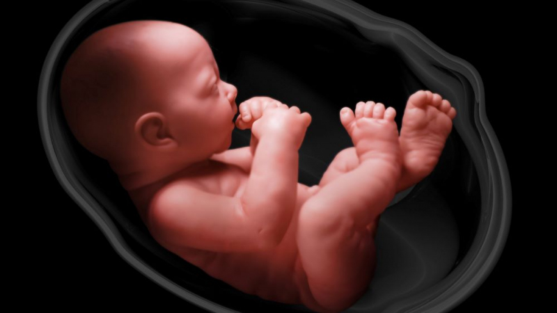 Abortion Amendment Backers Seek Signatures